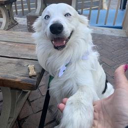 Wilson - Border Collie