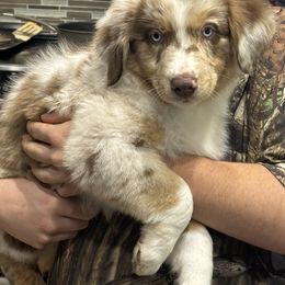 Australian Shepherd Puppies from Annie's Aussies