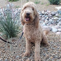 Pearl  - Labradoodle