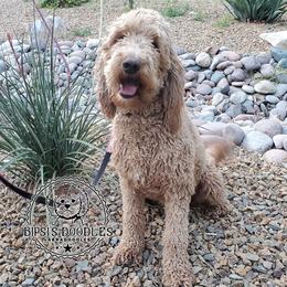 Pearl  - Labradoodle