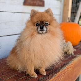 Pomeranian puppies from Pop Off Poms & Chis