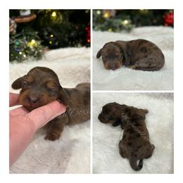 Purple Heart girl (dapple) - Dapple female Dachshund puppy in Chehalis, Washington from McJazzin Doxies
