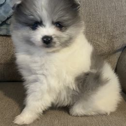 Rubble - Blue merle male Pomeranian puppy in Orange Grove, Texas from Davis Poms