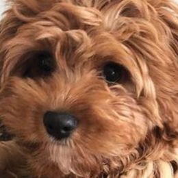 Rosie - Cavapoo