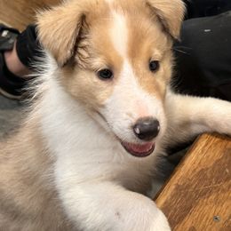 Collie puppies from Collie farm
