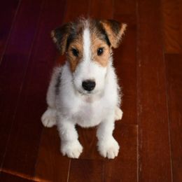 Bentley - White black and tan male Wire Fox Terrier puppy in Draper, Virginia from Shady Oaks WFT