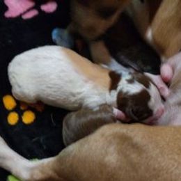 Chihuahuas from Jennifer's Chihuahuas