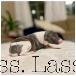 Lassie - White and blue female Italian Greyhound puppy in Texas from Italian Greyhounds of Frisco