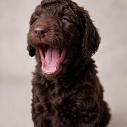Garrick (Service dog prospect) - Brindle male Poodle puppy in Spring Hill, Florida from Lecanto Puppy