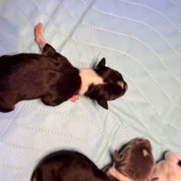 Grumpy - Black white and tan male Rat Terrier puppy in Lebanon, Virginia from Majestic Valley Farms