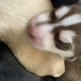 Siberian Husky Puppies from The Husky Husky Hut