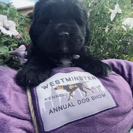 Newfoundland Puppies from CBN