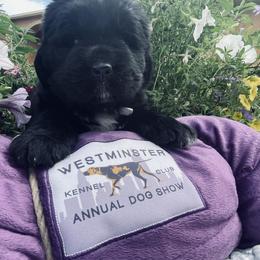 Newfoundland Puppies from CBN