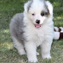 Australian Shepherd Puppies from Crown C Aussies