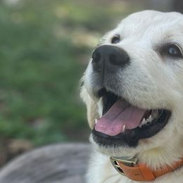 Golden Retrievers from White Oak Goldens