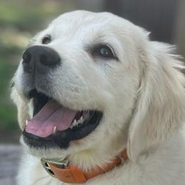 Golden Retrievers from White Oak Goldens