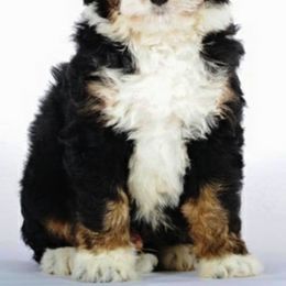 Aussiedoodles and Bernedoodles from West by God Doods