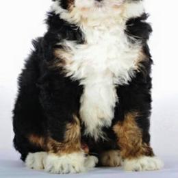 Aussiedoodles and Bernedoodles from West by God Doods