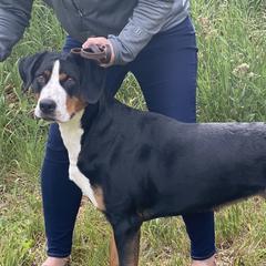 Sybil - Greater Swiss Mountain Dog