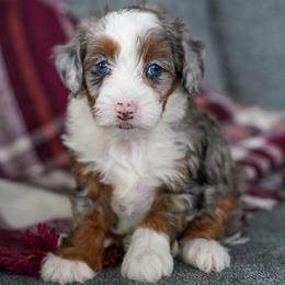 Juneau - Merle female Bernedoodle puppy in Dundee, Ohio from Down Home Doodle