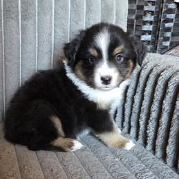 Cisco - Black tri male Miniature American Shepherd puppy in Goldendale, Washington from Amulet Charm