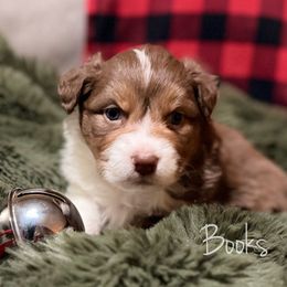 Books - Red tri-color female Australian Shepherd puppy in West Virginia from Mountain Trail Aussies