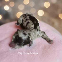 Marni - Chocolate and cream female Dachshund puppy in Oklahoma City, Oklahoma from OkieDoxieland Dachshunds