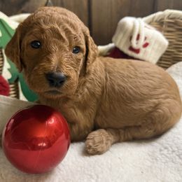 Purple - Red  female Goldendoodle puppy in Clermont, Florida from Da Ruba Doodles