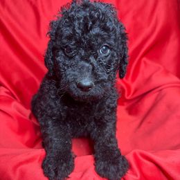 Gray - Goldendoodle puppy from Mount Doodles