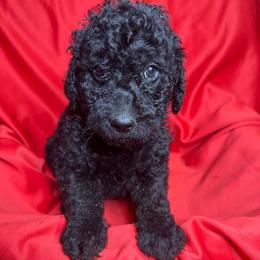 Gray - Goldendoodle puppy from Mount Doodles