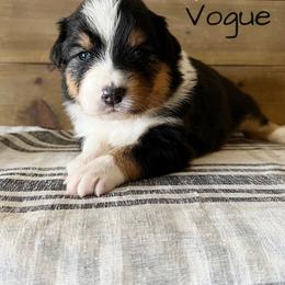 Vogue - Black tri-color female Australian Shepherd puppy in Kearney, Nebraska from Helix Aussies