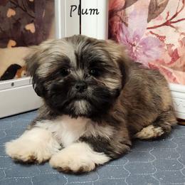 Plum - Brindle female Lhasa Apso puppy in Jefferson, New York from Absolute Lhasa Love