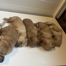 Golden Retriever Puppies from Lake Champlain Goldens