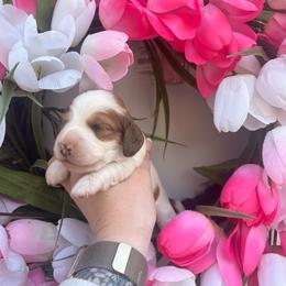 Poppy - Red female Dachshund puppy in Mayville, Michigan from Teenie Little Hearts