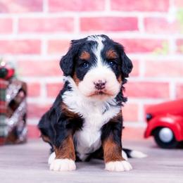 Everest - Tri-color male Bernedoodle puppy in Arthur, Illinois from Central Illinois Bernedoodles
