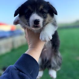 Boy 2 - Black and tan male Pembroke Welsh Corgi puppy in Ashland, Ohio from SS Australian Shepherds