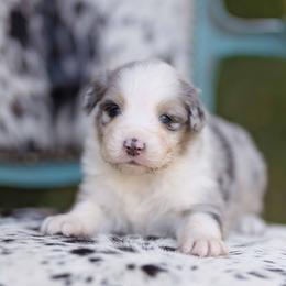 BMM 1 - Blue merle male Australian Shepherd puppy in Elkton, Tennessee from Riverlook Australian Shepherds