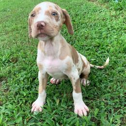Orange collar female - Red merle female Catahoula Leopard Dog puppy in Gadsden, Alabama from Rich Cat’s