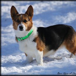 Nadia - Pembroke Welsh Corgi