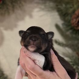 Dasher - Black white and tan male Shetland Sheepdog puppy in Oakley, California from SquiresShelties