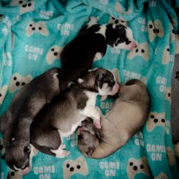 Siberian Husky Puppies from Ivie Huskies
