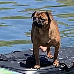 Louie - Brussels Griffon