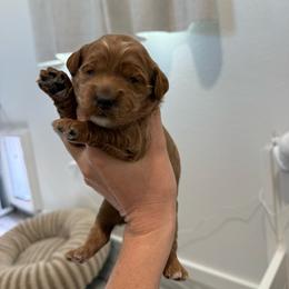 Sparkle - Cream female Goldendoodle puppy in Las Vegas, Nevada from Bridges Goldendoodles
