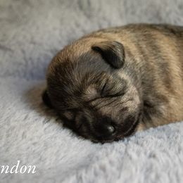 London - Salt and pepper Miniature Schnauzer puppy in Folkston, Georgia from Poplar Creek Miniature Schnauzers