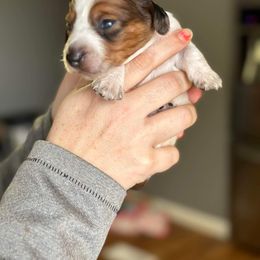 Dachshund Puppies from Rea's Puppies
