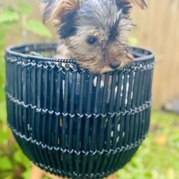 Yorkshire Terrier Puppies from Celestial Family Terriers (Yooper Yorkies)
