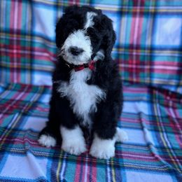 Sheepadoodle Puppies from Mulberry Ride Doodles