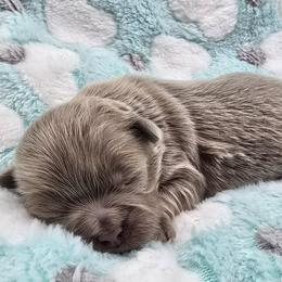 Lavender - Lilac male Shih Tzu puppy in Oakville, Washington from Garrard Creek Shih Tzus