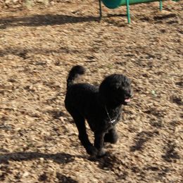 Poodle Puppies from Simply Standard Poodles