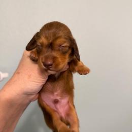 Mars - Chocolate and tan male Dachshund puppy in Irving, Texas from DFW Dachshunds by G & S